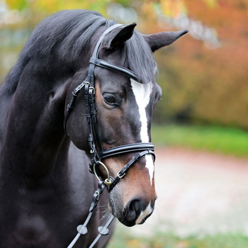 24H Bridle "Proline-William", english nb.,/ PONY czarne